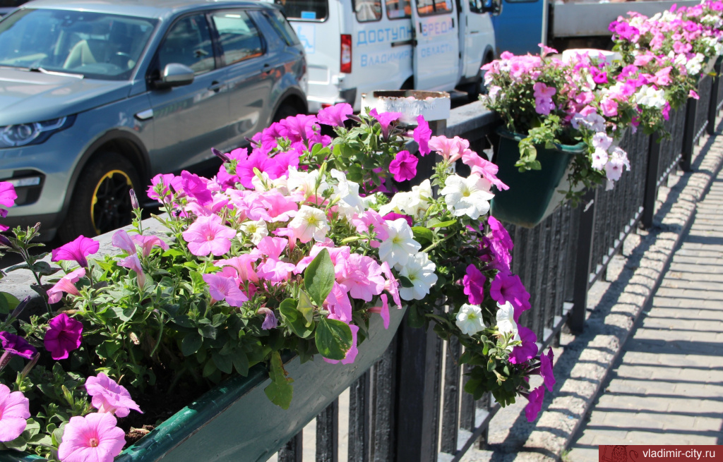 Город Владимир «в цвету»: жители благодарят муниципальных флористов 
